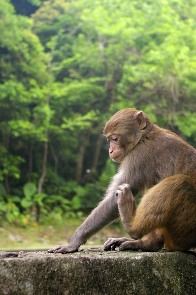 Monyet di hutan — Stok Foto