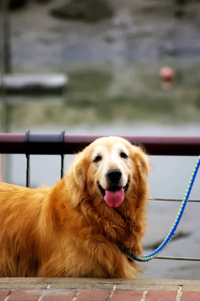 Złoty pies myśliwski na ulicy — Zdjęcie stockowe