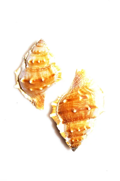 Shells isolated on white background — Stock Photo, Image