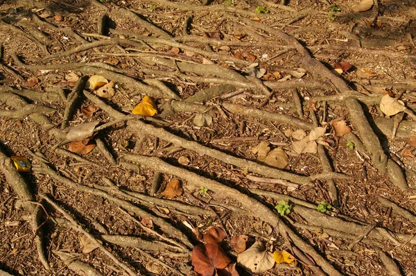 Korzenie szkarpowe w lesie — Zdjęcie stockowe