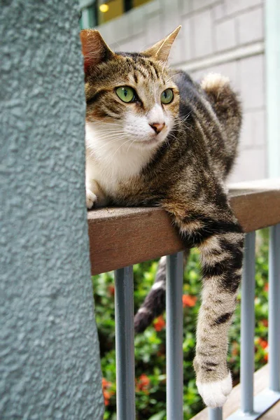 Eine Katze sitzt — Stockfoto