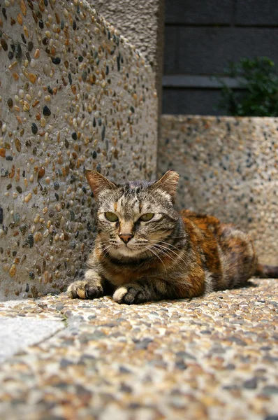 Un gato en el suelo — Foto de Stock