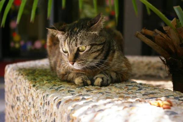 Kočka pod stromeček — Stock fotografie