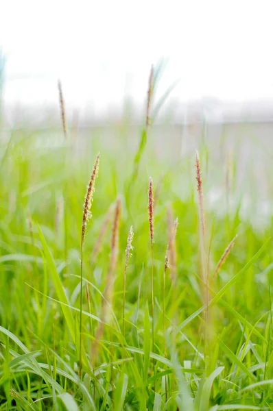 Flytta gräs bakgrund — Stockfoto