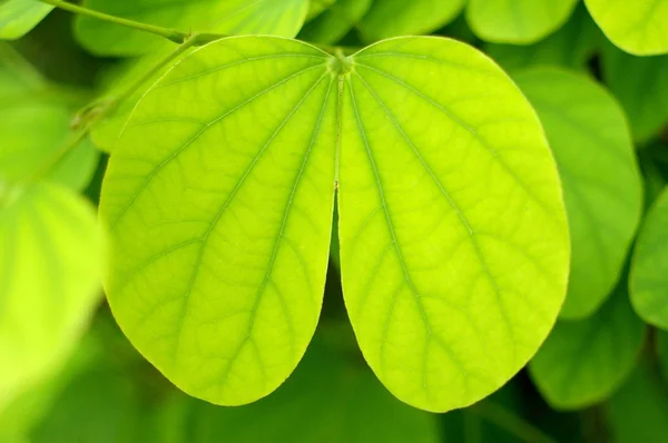 Green leaf in heart shape