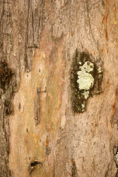 Texture écorces d'arbre — Photo