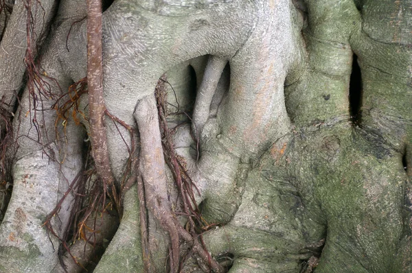 stock image Tree trunks