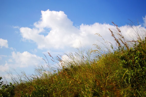 Groene grassen en blauwe lucht — Stockfoto