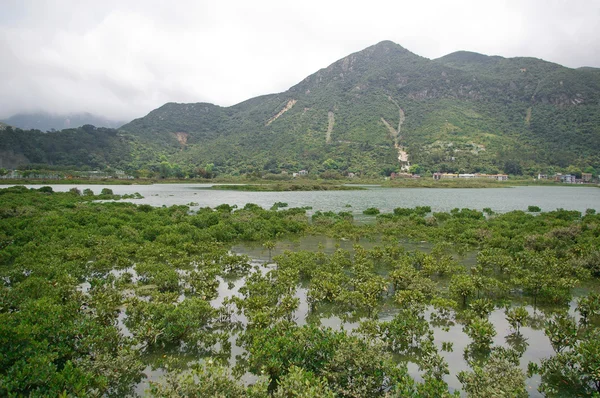 Våtmarken i Hongkong kusten — Stockfoto