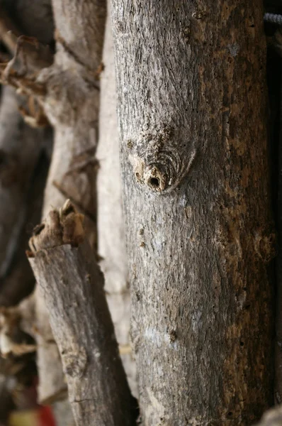 Tree bark details — Stock Photo, Image