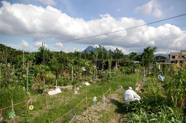 Terres agricoles à Hong Kong — Photo