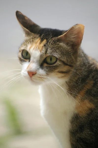 Μια γάτα με απότομη όραση — Φωτογραφία Αρχείου