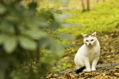 bir kedi ormanda gizler