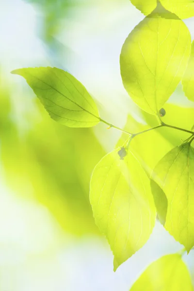 Gröna blad under solen bakgrund — Stockfoto