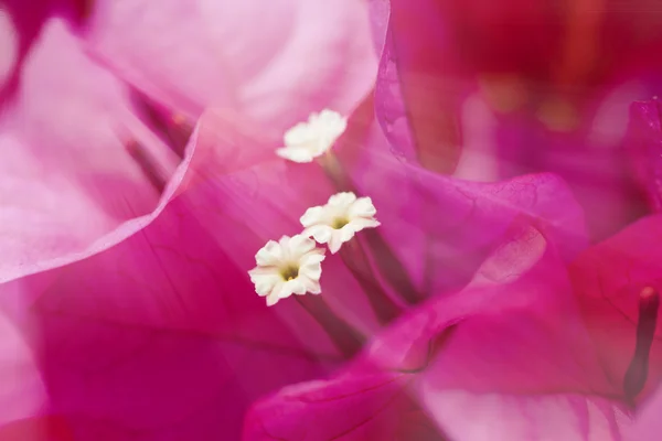 Рожеві пелюстки під сонцем навесні — стокове фото