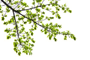 Fresh spring leaves isolated on white background clipart