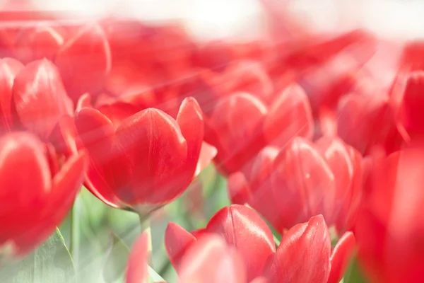 Flores de tulipán en primavera —  Fotos de Stock