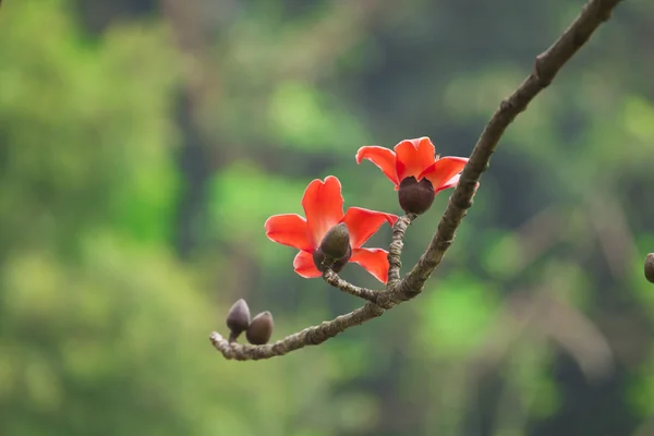 stock image Cotton flowers in spring time