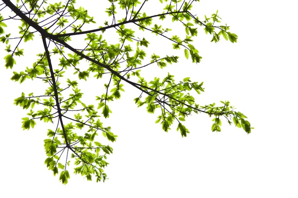 Tuoreet kevään lehdet eristetty valkoisella pohjalla — kuvapankkivalokuva