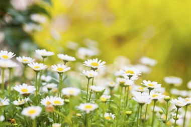 Field of daisies and sun clipart