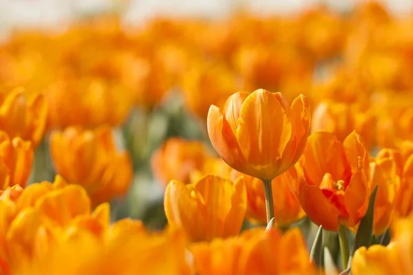 Оранжевый тюльпан весной — стоковое фото