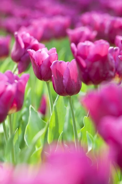 Różowy tulipan wiosną — Zdjęcie stockowe