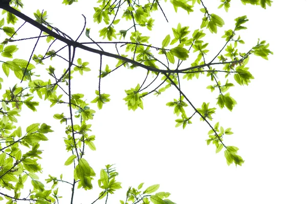 Зелене листя ізольоване на білому фоні — стокове фото
