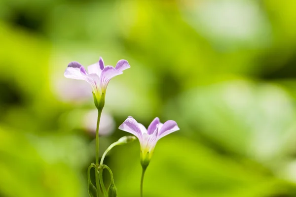 Pink flowers in green background — Stock Photo, Image