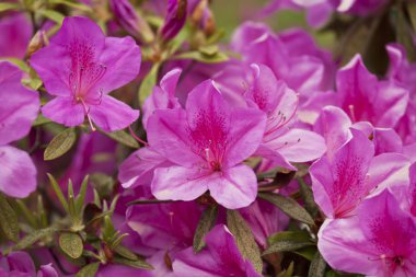 Group of azalea flowers blooming in the garden clipart