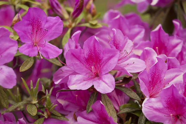 Stock image Group of azalea flowers blooming in the garden