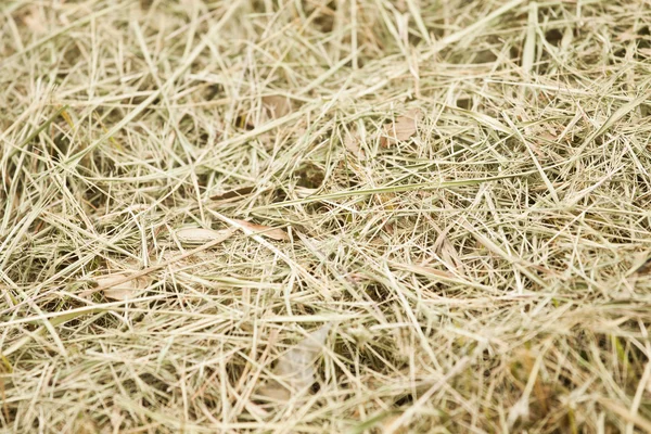 stock image Weed texture on floor