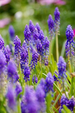 Grape hyacinth with bee in spring clipart