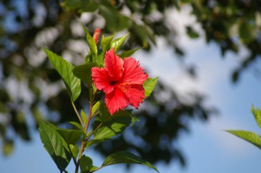 Ormandaki Çin hibiscus çiçek