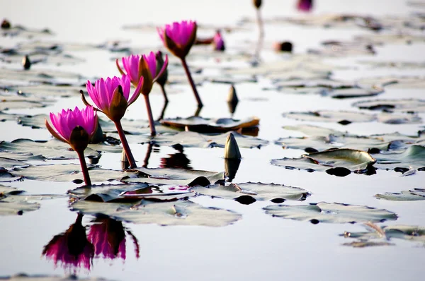 stock image Lotus pond in winter