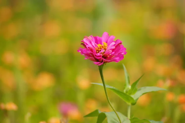 Flores cor de rosa no fundo da primavera — Fotografia de Stock