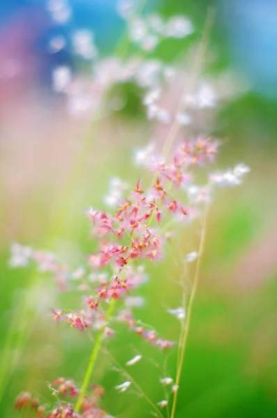 Roze bloemen in de lente achtergrond — Stockfoto