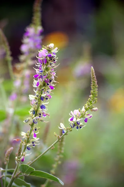 Fleur violette dans les herbes — Photo