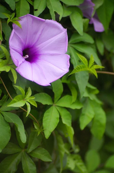 stock image Purple flower in grasses