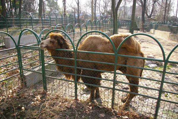 動物園のラクダ — ストック写真