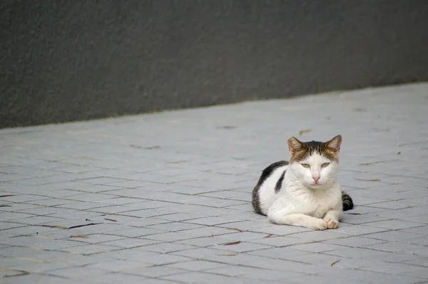 Eine Katze auf dem Boden — Stockfoto
