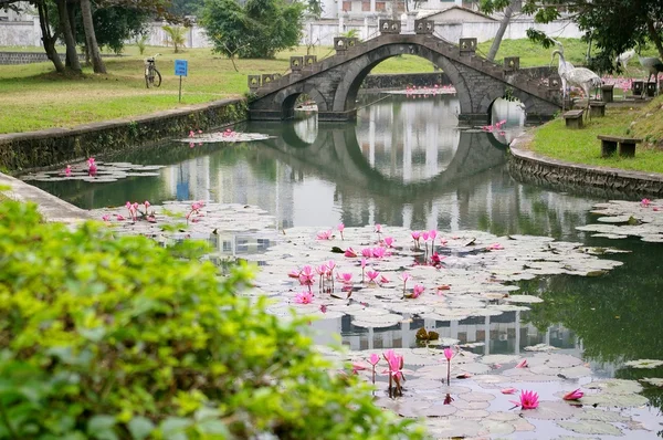 연꽃 연못 — 스톡 사진