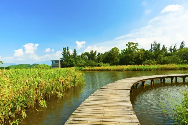 Mokřad rybník a dřevěný most v jasné obloze — Stock fotografie
