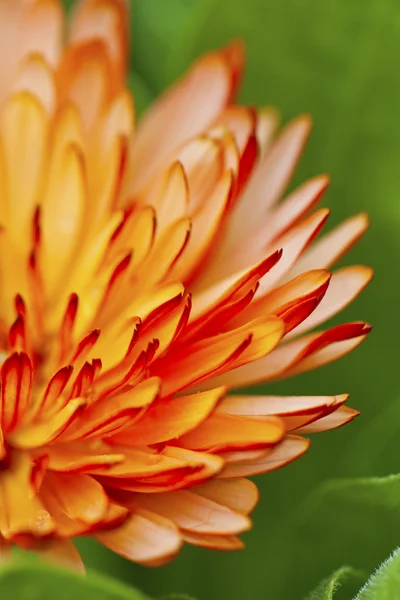 春にオレンジ色の花弁の花 — ストック写真
