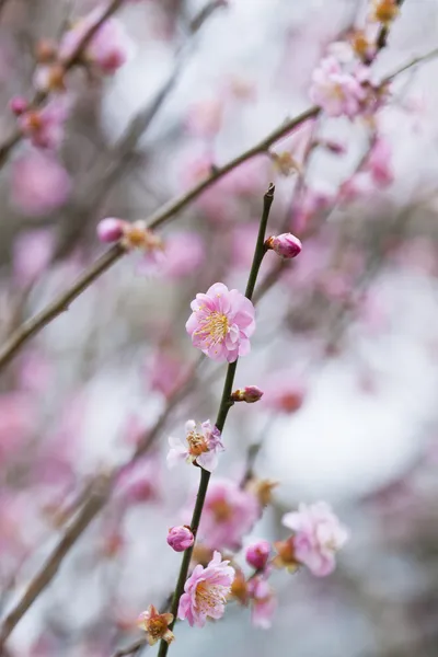 Stock image Cherry blossom in spring