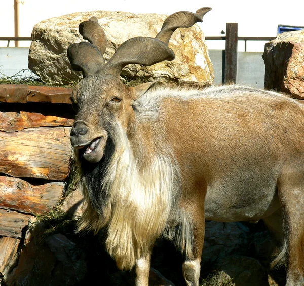 stock image Smiling goat