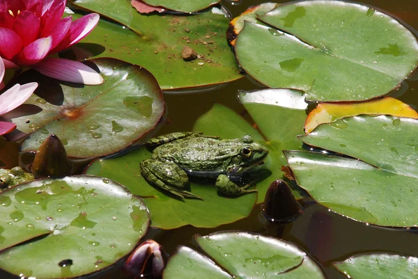 Žába a lily — Stock fotografie