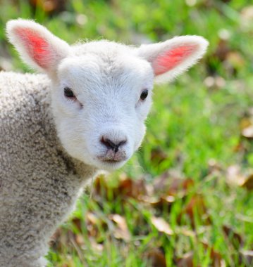 Baby lamb clipart