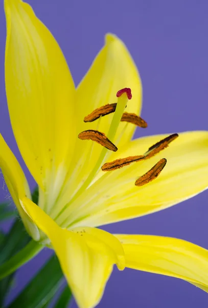 Húsvéti liliom, Lilium — Stock Fotó