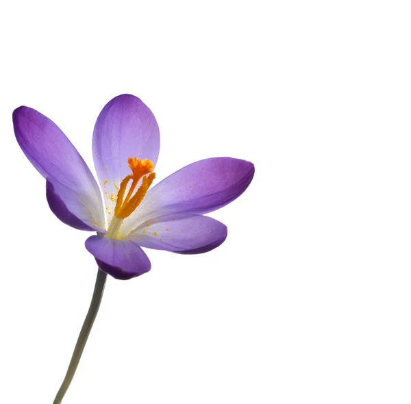 Mor Çiğdem çiçek — Stok fotoğraf