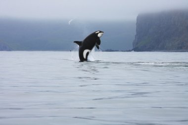 Orca jumping in the wild clipart